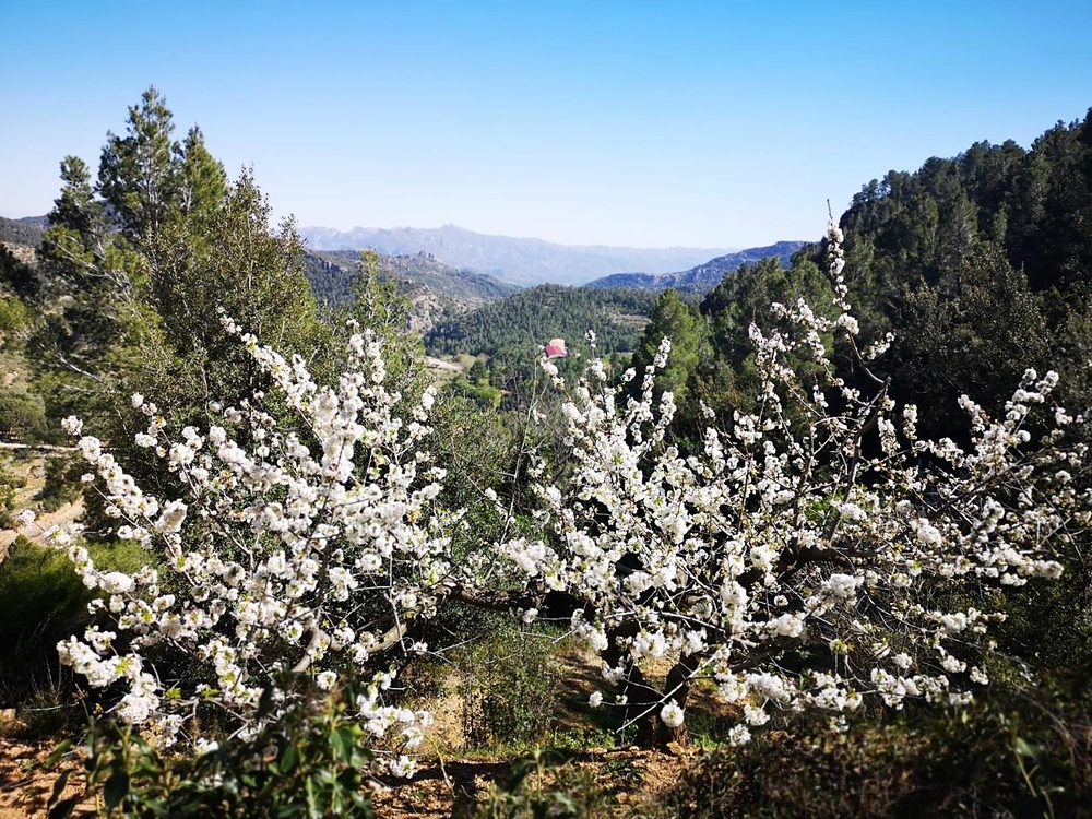 Ametllers florits i les serres dels Ports