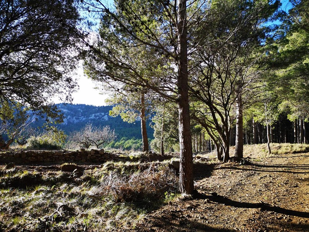 Pinedes i camí de muntanya als Ports