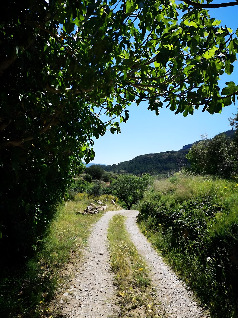 Un camí de terra entre arbres i muntanyes